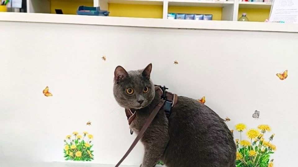 🌼Вот такая красивая и самостоятельная киса забегала к нам на вакцинацию