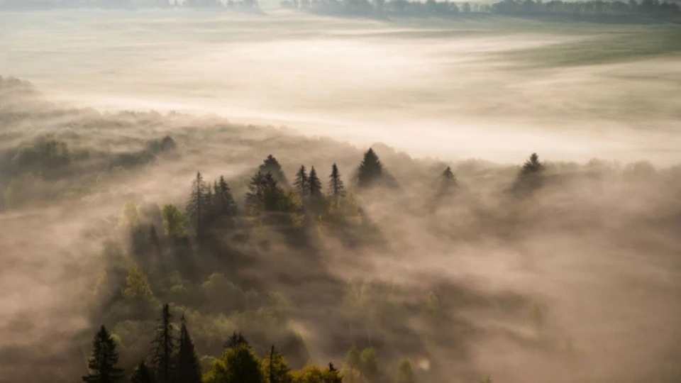 Прокурор Братского района взыскал с лесопользователей ущерб в 15 млн рублей