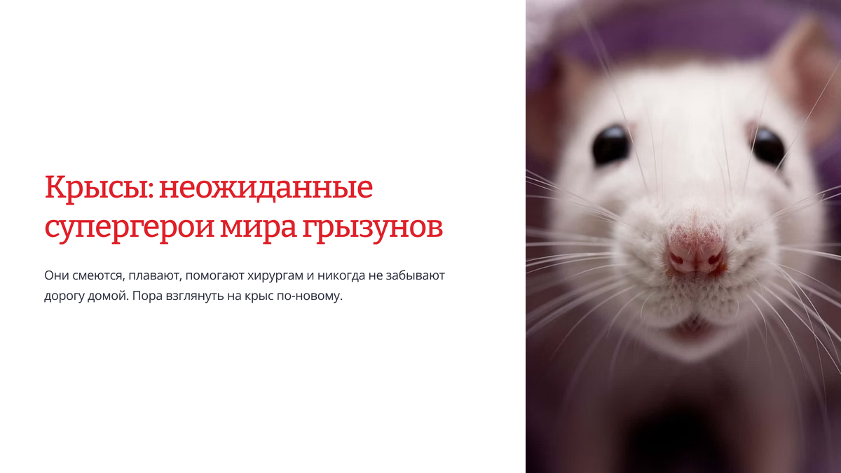 Факты о крысах в картинках