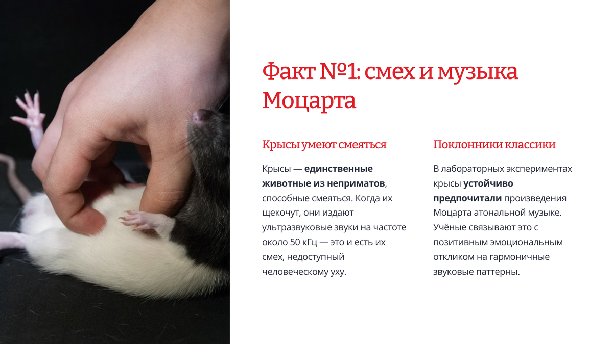 Факты о крысах в картинках