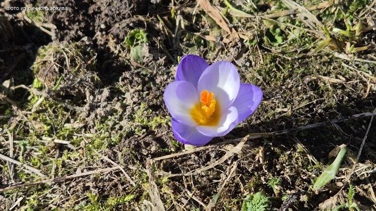 Крокусы уже цветут во всю в московской области