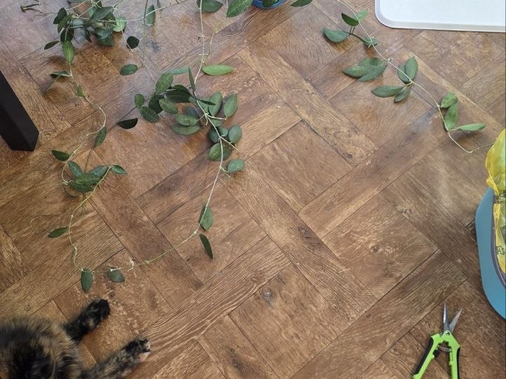 Как и предполагалось, ассистент все таки приблизил черенкование Эллиптики