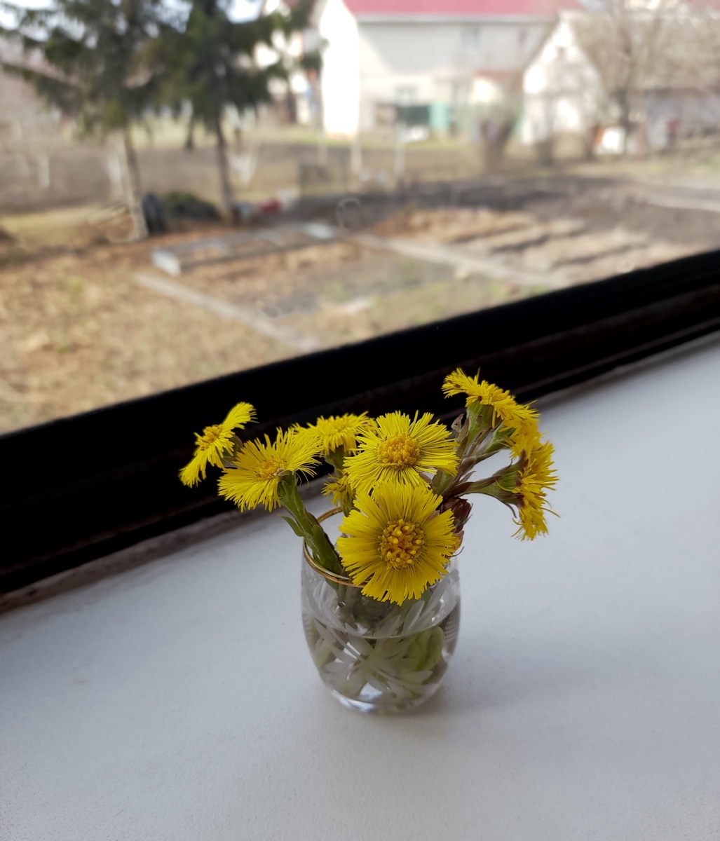 Мать-и-мачеха