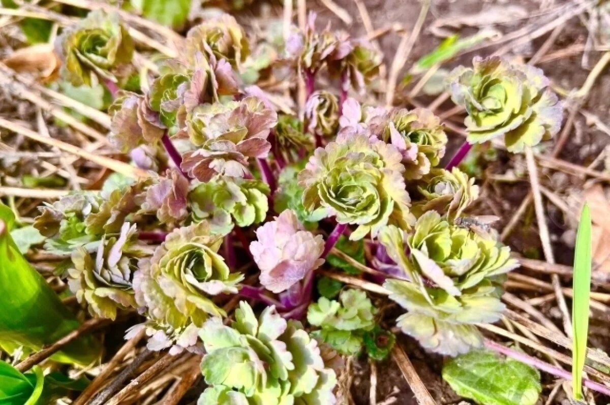    5 апреля в Туле прогнозируют сильный ветер и небольшой дождь