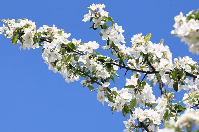   Чингаев Ярослав/АГН Москва