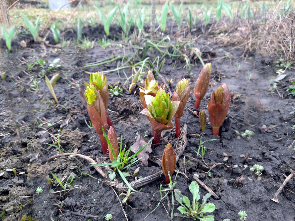 Рябчики императорские вырвались из зимнего плена