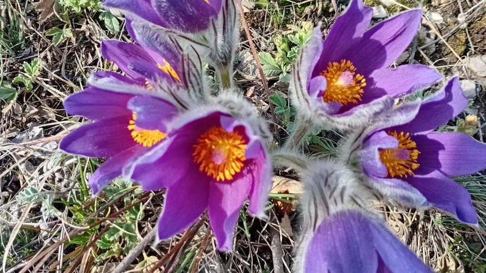 В Башкирии расцвели растения из Красной книги