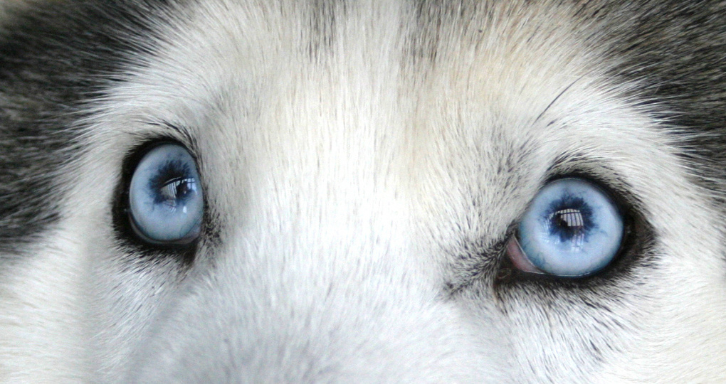 В Подмосковье задержали избившего собаку породы хаски мужчину