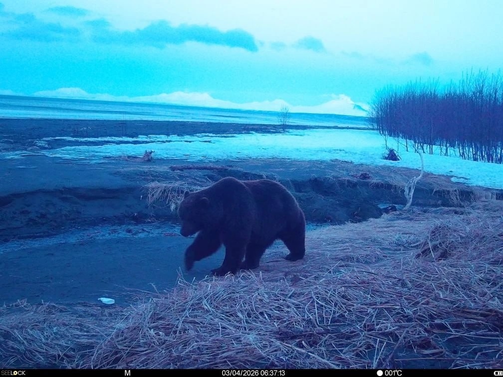 Фото Дмитрий Балакирев / Кроноцкий заповедник