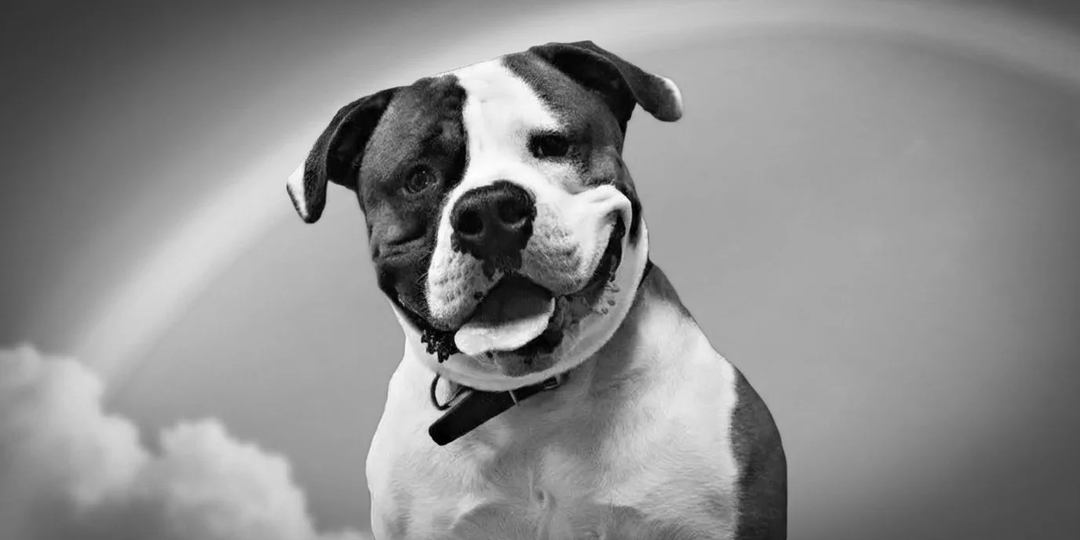 Мы попрощались с другом, с которым прожили целую маленькую жизнь. Наш американский бульдог Сёмен ушёл…