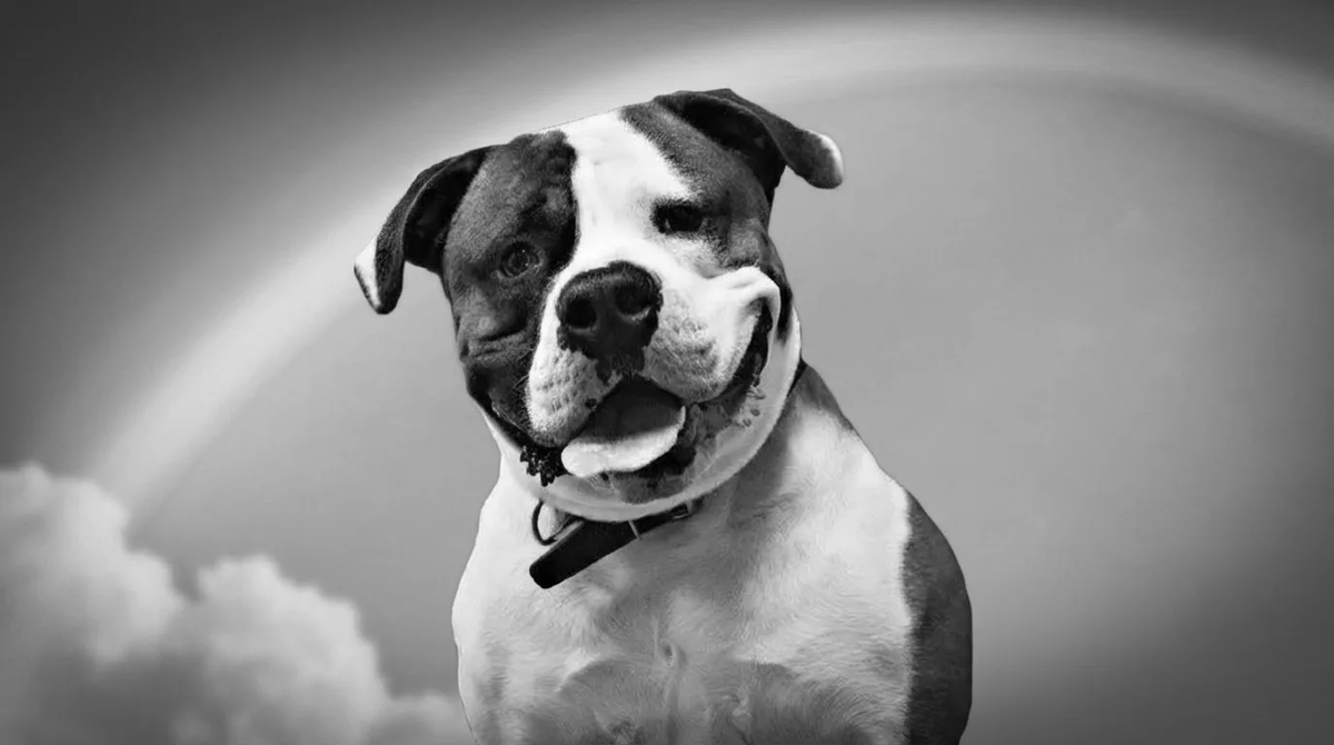 Мы хорошо помним его таким, игривым и веселым...