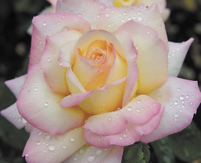 Королева роз - цветок мечты!