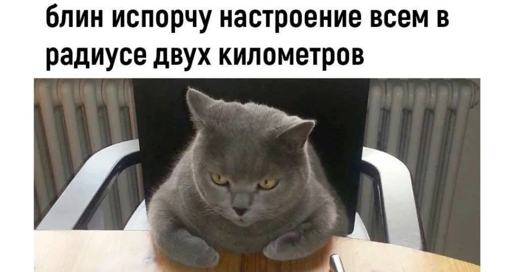 Смешные мемы с хвостатыми-усатыми мурлыками для отличного настроения