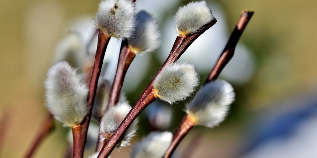 В РПЦ предостерегли россиян от выбрасывания веточек вербы