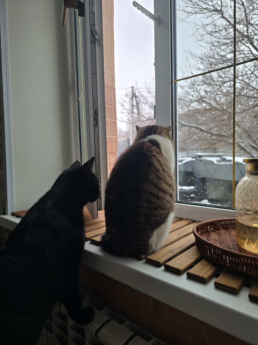 Все проснулись и обалдели от снежного  пейзажа 