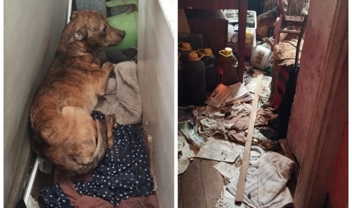 Волгоградцы спасли Калачика и просят помочь с лечением