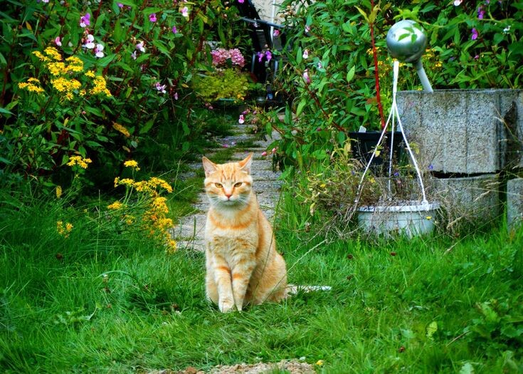 источник фото: https://i.pinimg.com/736x/7a/b8/85/7ab8853173d0455f9ea436b0147b6a95.jpg