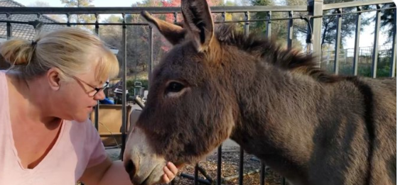 Терри Дрюри и Diesel , её домашний осёл. Diesel сбежал от Дрюри и её мужа в 2019 году, и спустя годы после того, как его сочли погибшим, его запечатлели на камеру бегущим вместе со стадом диких лосей. (Фото предоставлено Терри Дрюри).