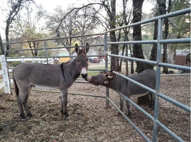 Diesel (слева) и миниатюрный ослик Джек, оба принадлежали семье Дрюри в 2019 году. (Фото предоставлено Терри Дрюри)