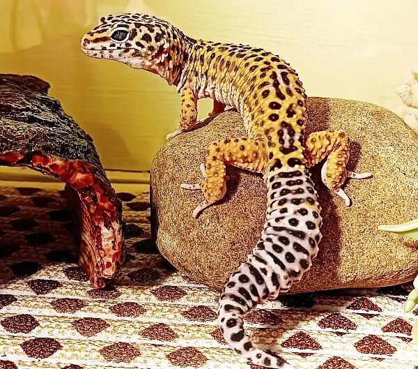 Леопардовый геккон: полный гид по содержанию рептилии