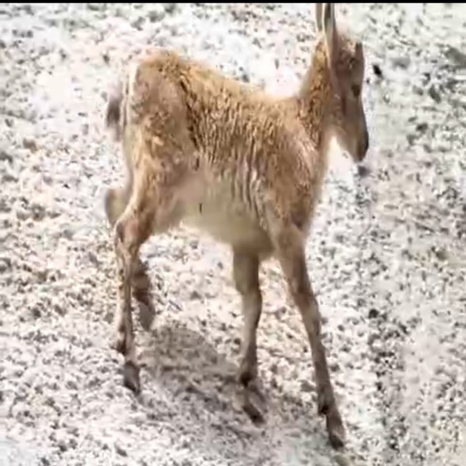 Скрин из видео с ТГ канала