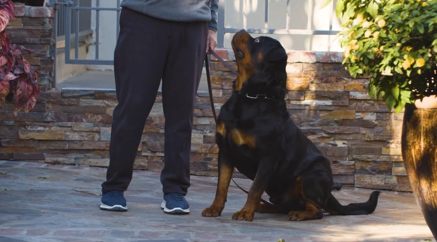 5 психологических опор, определяющих поведение ротвейлера