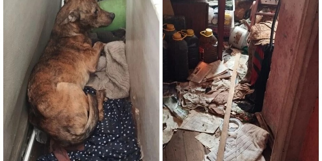 Волгоградцы просят помочь с лечением спасенной собаки по кличке Калачик