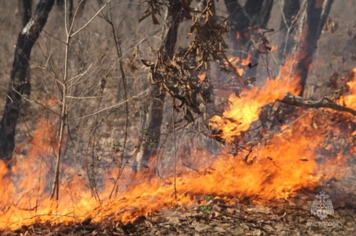    Воронежцев предупредили о штрафах от 15 до 400 тыс. руб. за пожар в лесах