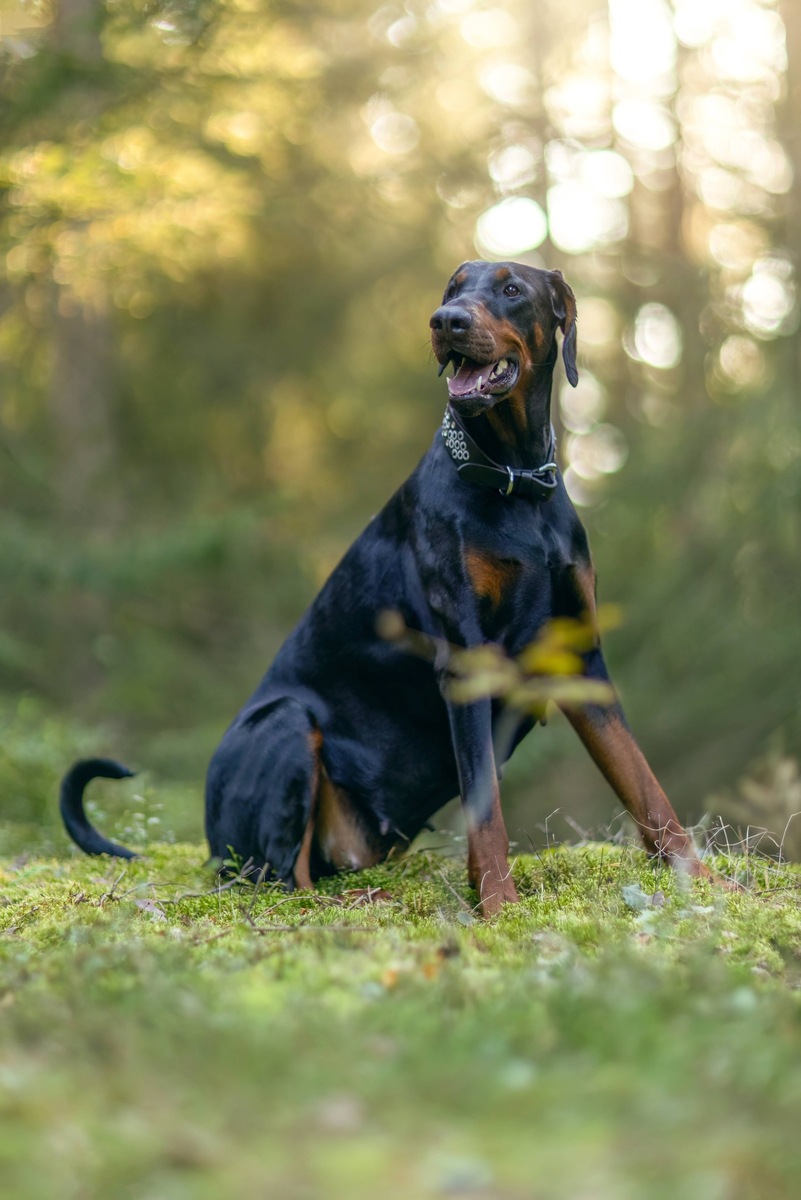    При облысении собаки важно точно установить причину потери шерсти, чтобы подобрать подходящее лечение