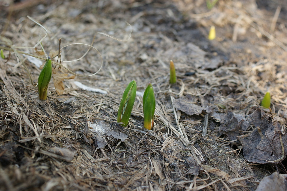 Пушкинии. Бутончики подглядывают. Сейчас страшно рыхлить и ходить рядом, можно ненароком повредить нежные росточки. 