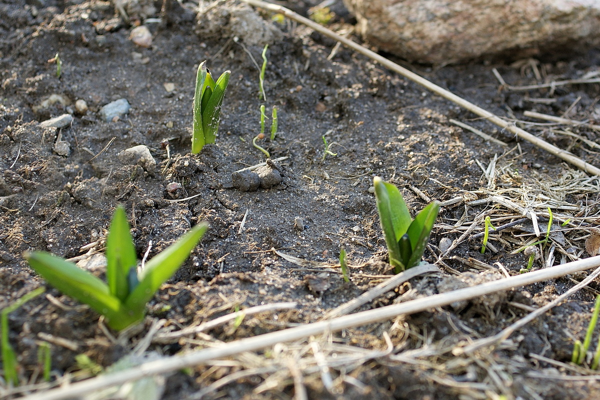 Пролески. Около них какие-то семена всходят. Это же могут быть сеянцы пролесок? Как они выглядят вообще? А то вдруг с деловым видом сорняки выращиваю. 