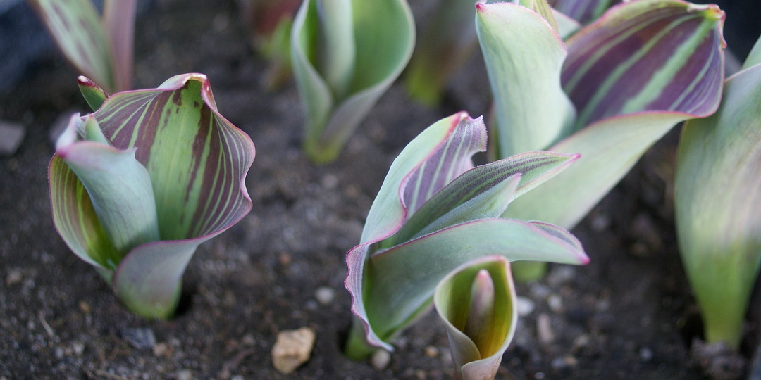 Первоцветы: рожки без ножек