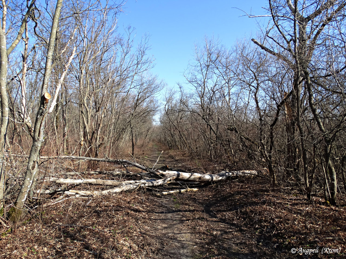 Лесная просека