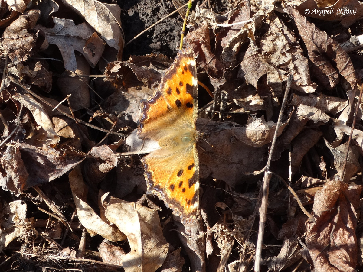 Бабочка на опавших листьях