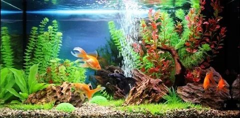 Аквариум — маленький подводный мир, который можно создать своими руками