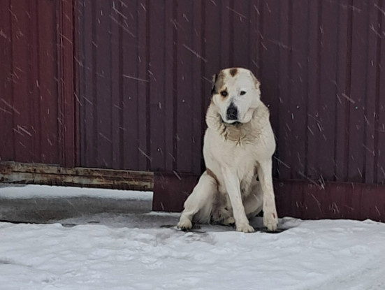 Сосед рассказал, какую собаку завести для охраны частного дома, я не согласна