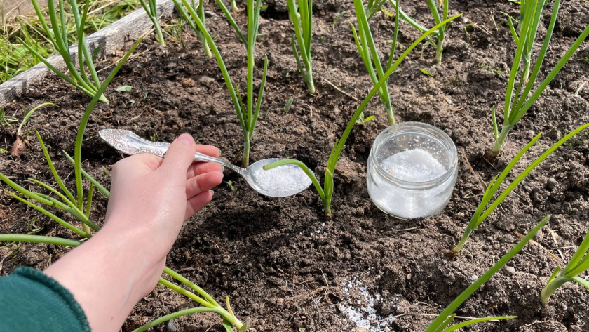    Автор фото - Анна Ефимова