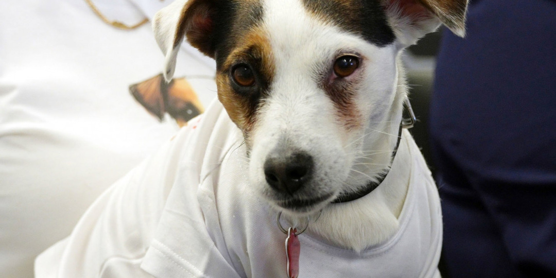 В Тульской области разработали путеводитель для туристов с животными