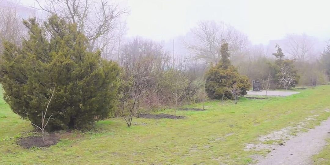 В Геническом округе в Год единства народов высадили аллею дружбы