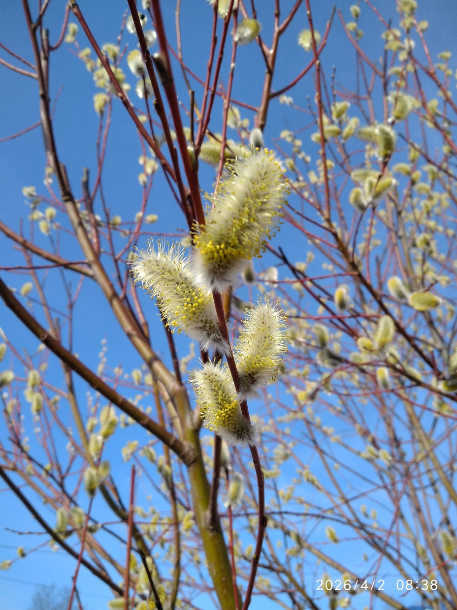 все фотографии в статье мои, кроме афиши и последней с пионами