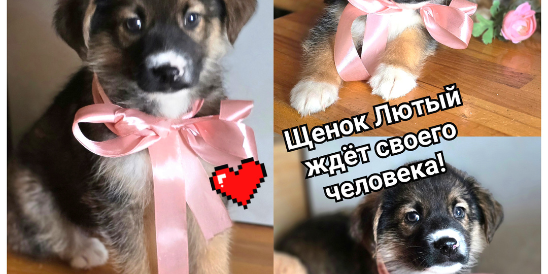 Щенок найденный в сугробе ищет своего человека.