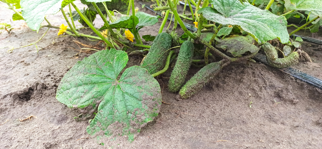 1 ч.л. горчицы под корень в апреле — огурцы цветут раньше срока, без теплицы