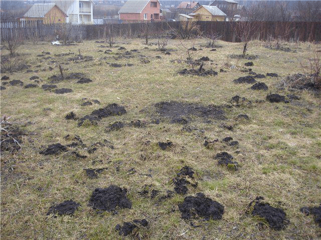 Примерно так. Но тут ещё скромные кроты, мои смелее