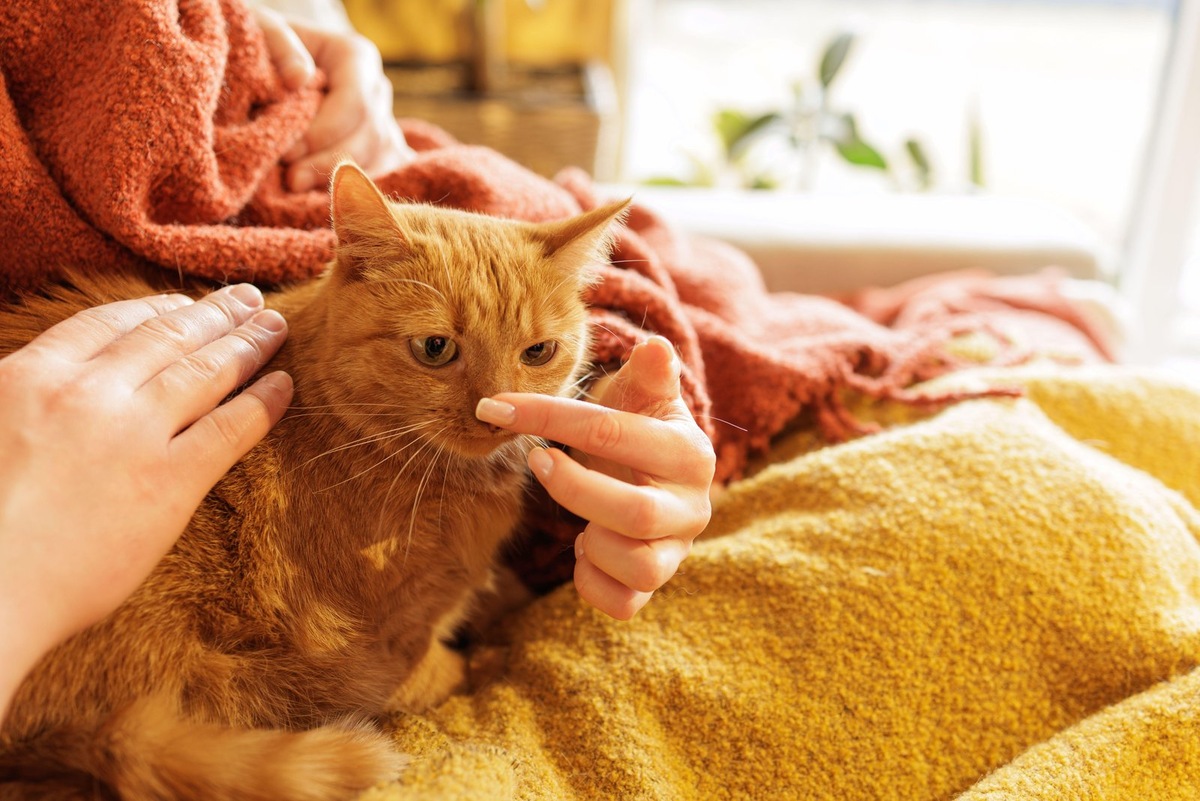    Герпесвирус у кошек провоцирует респираторные симптомы и воспаление глаз