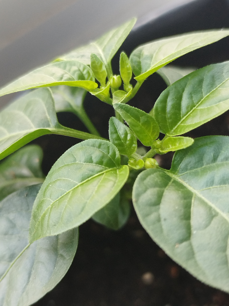 Огонь прерий. Уже видно, что будет очень компактным и урожайным.