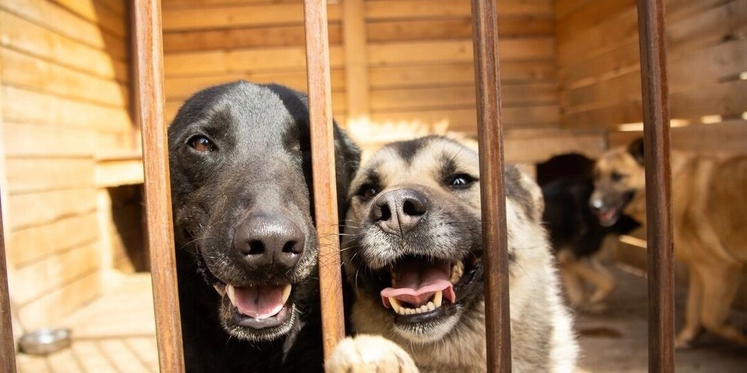 Кошкам и собакам из красноярских приютов собирают корм и игрушки. Куда приносить?