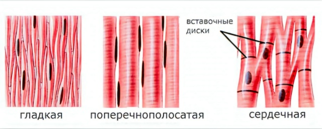 Виды мышечных тканей