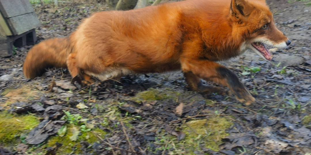 Ошибки молодости. Дневник лисы.