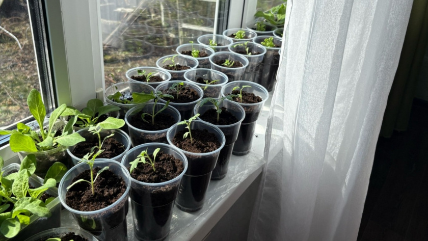    Фото: progorod43.ru