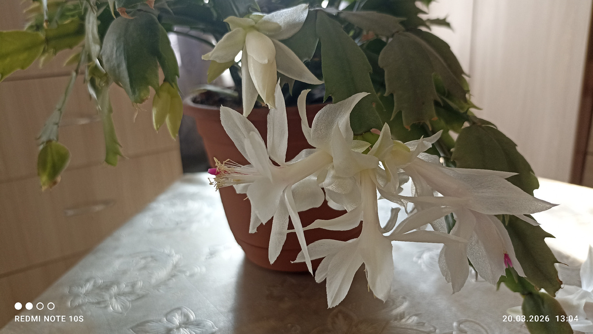 Белый декабрист. Фото автора.